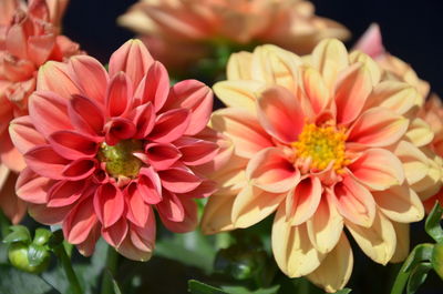 Close-up of pink flowers