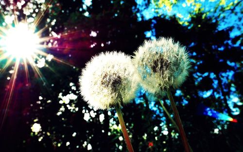 Low angle view of dandelion flower