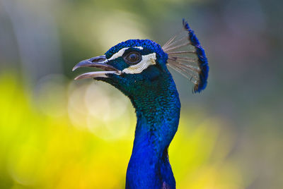 Close-up of peacock