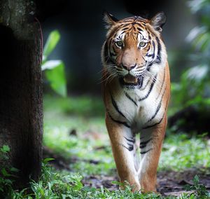 Majestic tiger walking on field