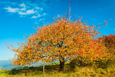Autumn tree against blue sky