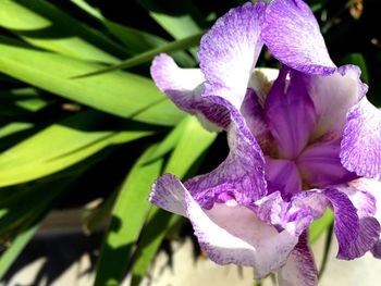 Close-up of purple flowers blooming outdoors