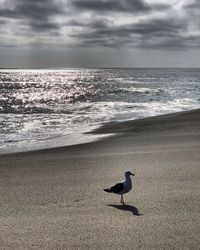 High angle view of seagull on beach