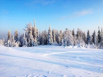 Trees on snow covered landscape against blue sky