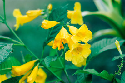 Close-up of yellow flowering plant