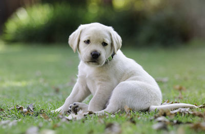 Portrait of dog sitting on field