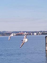 Seagull flying over sea