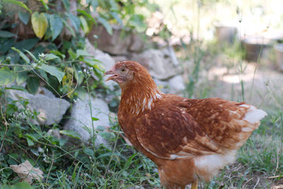 Side view of a bird on field