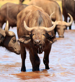 Buffaloes drinking water while standing in lake