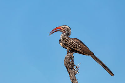 Low angle view of bird perching on tree against sky