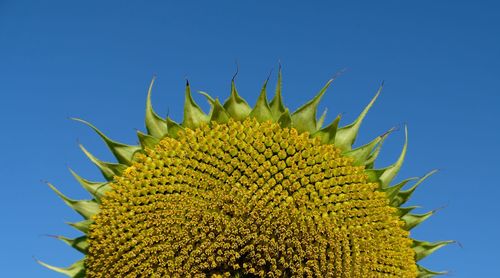 Close-up of sunflower against clear blue sky