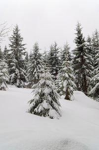 Pine trees on snow covered land against sky