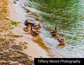 High angle view of duck swimming in lake