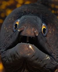 Close-up portrait of a bird