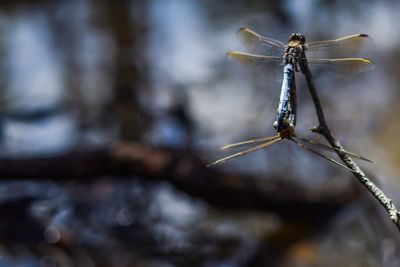 Close-up of dragonfly