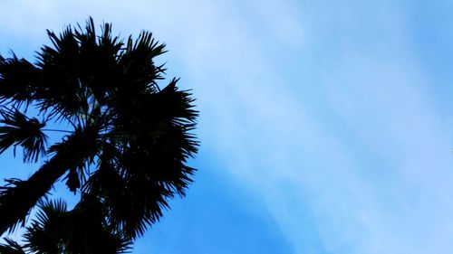 Low angle view of palm tree against blue sky