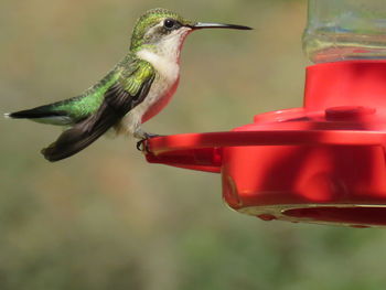 Close-up of bird perching on feeder