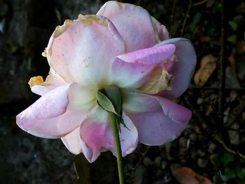 Close-up of pink flower blooming outdoors