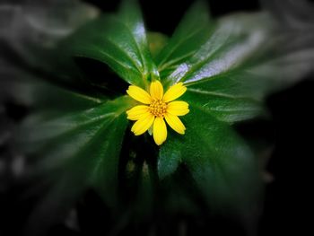 Close-up of yellow flower