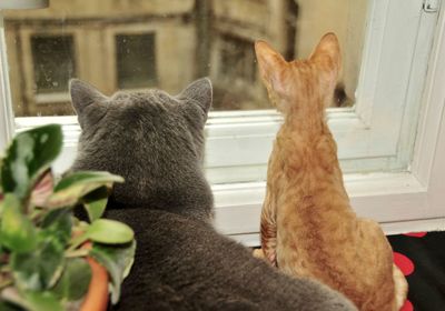 Close-up of a cat resting