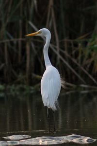 White heron perching on a lake