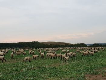 Sheep grazing on field against sky