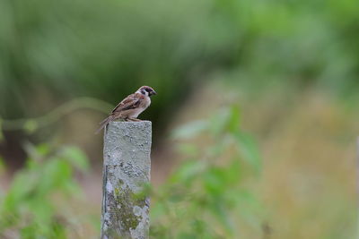 Close-up of bird perching outdoors