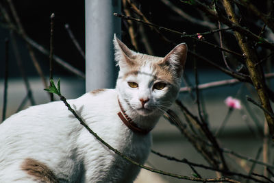 Portrait of a cat looking away