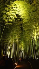 Road amidst trees in forest at night