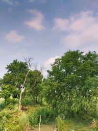 Trees on field against sky