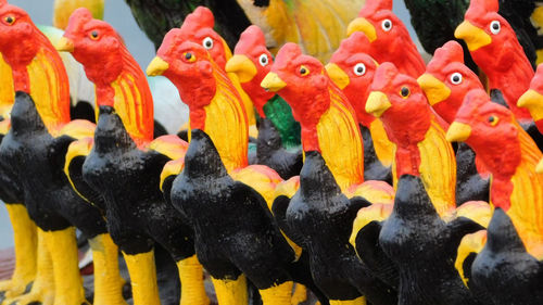 Close-up of multi colored birds on water