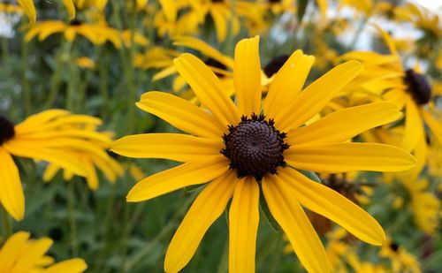 Close-up of yellow daisy flowers