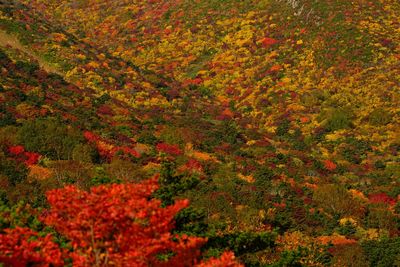 Full frame shot of autumn trees