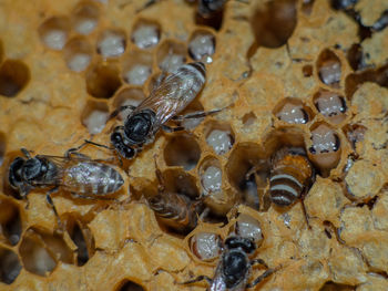 Close-up of bees