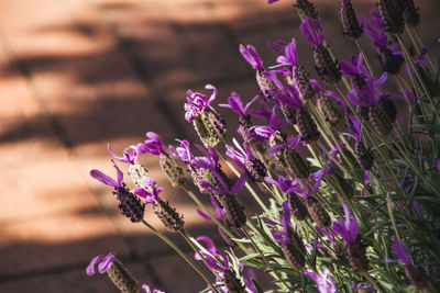 Close-up of purple flowering plants on field