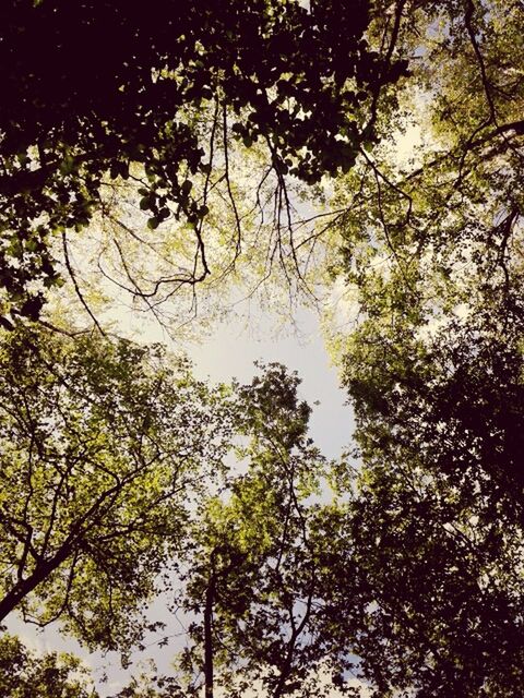 tree, branch, low angle view, growth, tranquility, nature, beauty in nature, sky, scenics, tranquil scene, forest, silhouette, outdoors, no people, day, sunlight, tree trunk, clear sky, backgrounds, leaf