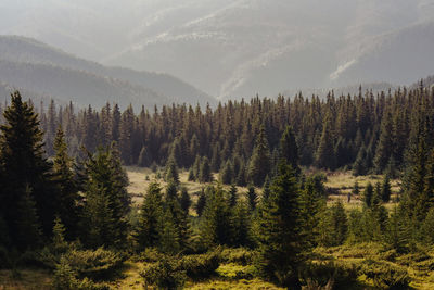 Scenic view of sunkissed pine forest in the mountains 
