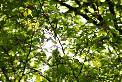 Low angle view of tree