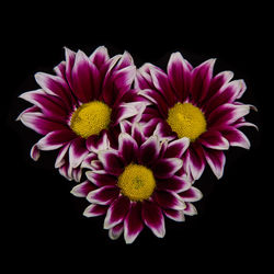 Close-up of fresh pink flowers against black background