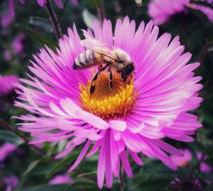 Close-up of bee pollinating on pink flower