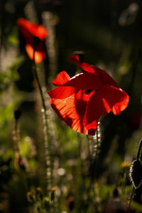 Close-up of red flower against blurred background