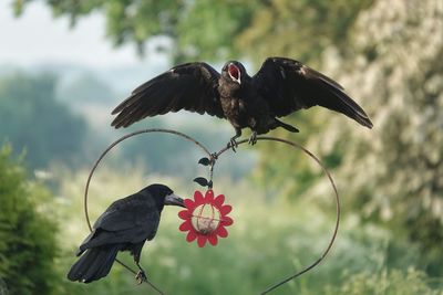 Bird perching on a plant