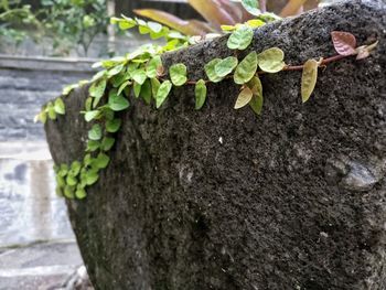 Close-up of moss growing on tree trunk