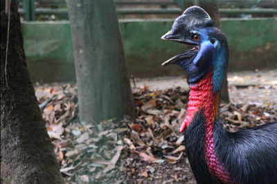 Close-up of a bird on field