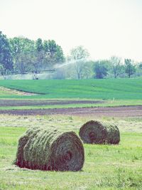 Scenic view of grassy field