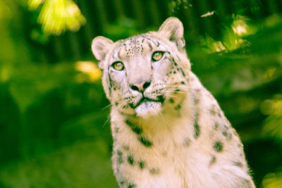 Close-up portrait of cat