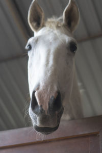 Close-up portrait of a horse