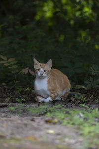 Portrait of cat standing on field