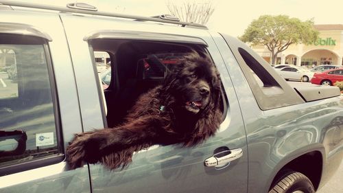 Close-up of dog seen through car window