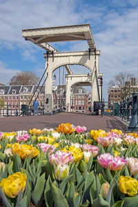 City scenic from amsterdam in the netherlands at the tiny bridge